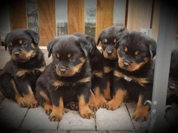 Reinrassige Rottweiler Welpen