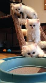 Zuckers�sses Perserkaterchen sucht liebv