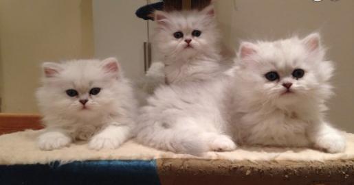 Zuckers�sses Perserkaterchen sucht liebv