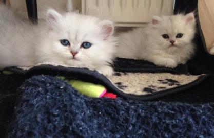 Zuckers�sses Perserkaterchen sucht liebv