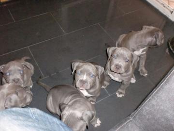 Reinrassige Pitbull welpen von kr?ftigen