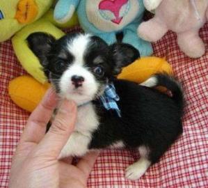 Bildsch�ne Chihuahua Welpen!!!
