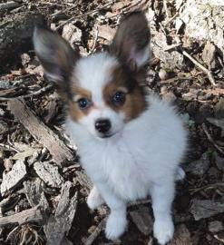 Beautiful Papillon puppies
