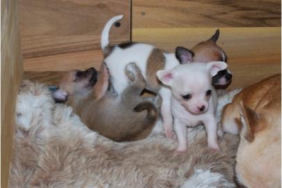 Mini Chihuahua Babys in (Langhaar und.  K