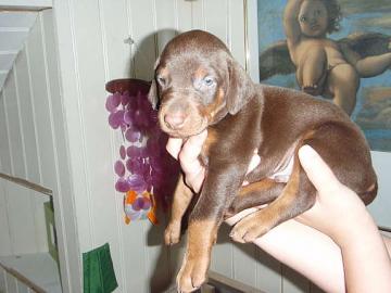 Dobermann Welpen aus VDH/APH