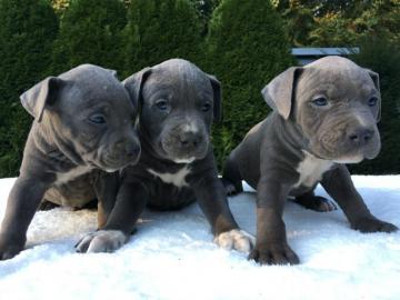 American Pitbull Blueline Welpen
