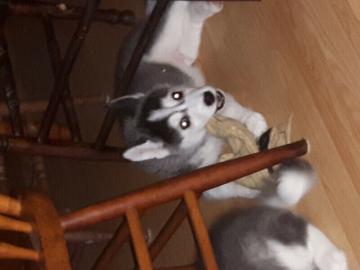 Mini pomsky auf der Suche nach einem sch
