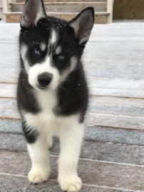 Reinrassige Siberian Husky Welpen