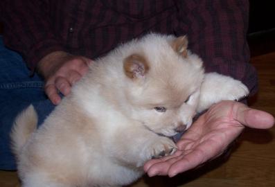 Gorgeous Chow Chow puppy