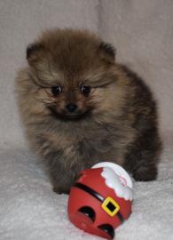 Wundersch�ne Pomeranian Zwergspitz