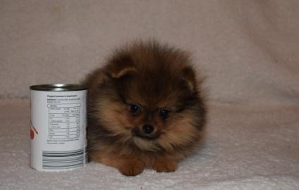 Wundersch�ne Pomeranian Zwergspitz