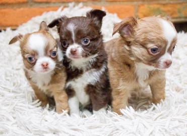s��e MINI chihuahua welpen mit Papieren