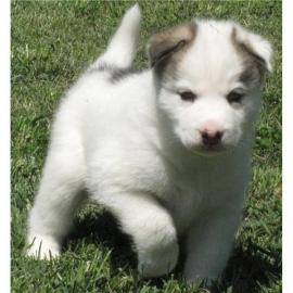 Siberian Husky
