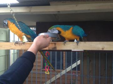 Nette Papageien verf�gbar