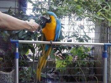 Nette Papageien verf�gbar