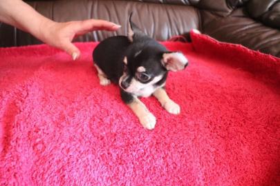 Chihuahua Welpen zur Verf�gung