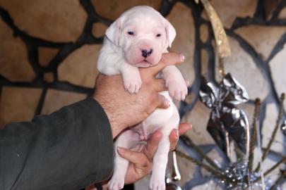 Reinrassige Dogo Argentino Welpen mit FC