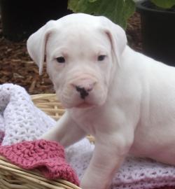 Reinrassige Dogo Argentino Welpen mit FC