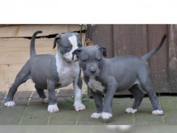 Pitbull Welpe APBT 12 Wochen alt, wei?