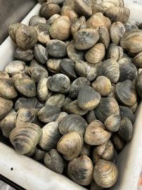 Wholesale Fresh & Frozen Seafood