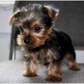 S?sse Mini Yorkshire Terrier Welpen what