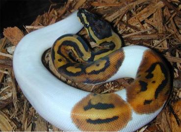 Albino und Piebald Ball Pythons Verkauf