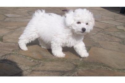 Bolonka-Bichon Friese Welpen,