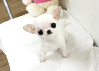 Chihuahua Welpen Kurzhaar Mini