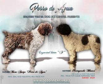 Der Spanischer Wasserhund Welpen mit FCI
