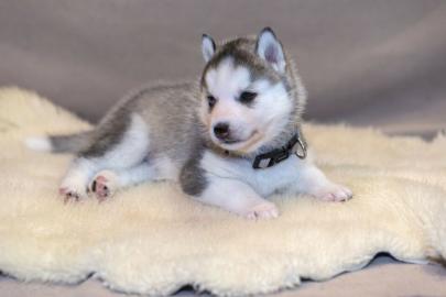 Supper s��e Pomsky Welpen