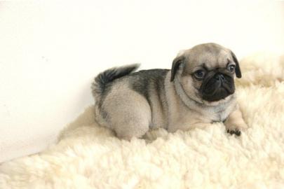 Bildh�bsche Mops Welpen abgabebereit , s