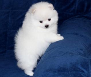 Zwergspitzwelpen (Pomeranian)