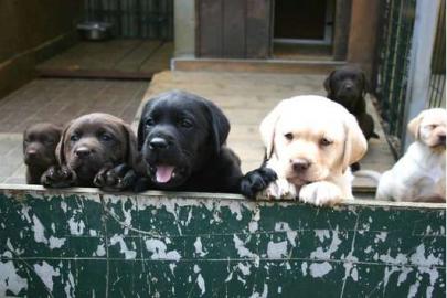 *** Liebevolle Labradorzucht in NRW ***