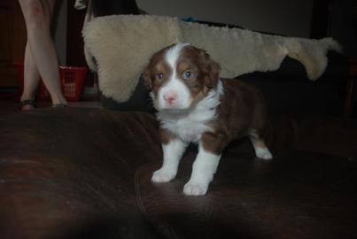 Bezaubernde Australian Shepherd Welpen