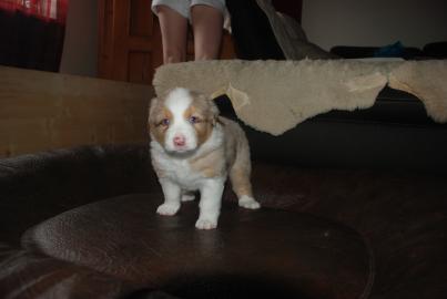 Bezaubernde Australian Shepherd Welpen