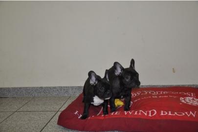 Kr�ftige muskul�se Franz�sische Bulldogg