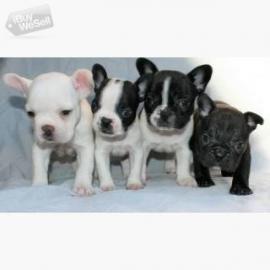 Wundersch?ne Franz?sische Bulldoggen Wel