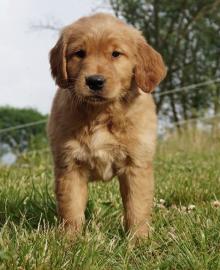 Golden Retriever puppies