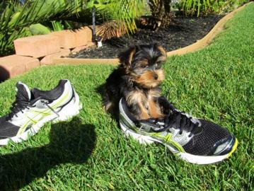 Yorkshire-Terrier Welpen