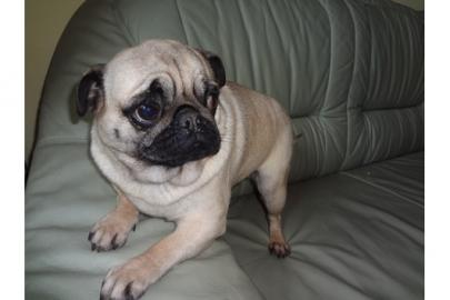 Mops Welpen