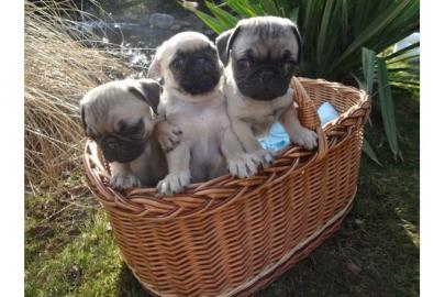 Mops Welpen
