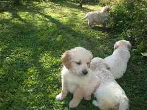 Goldener Retriever welpen