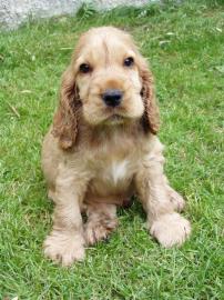 Cocker spaniel welpen