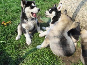 6 zuckers��e reinrassige siberian Husky