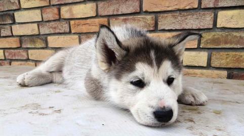 6 zuckers��e reinrassige siberian Husky