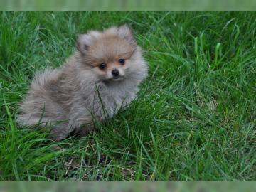Pomeranian zwergspitz Welpen reinrassig