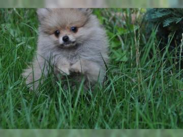 Pomeranian zwergspitz Welpen reinrassig