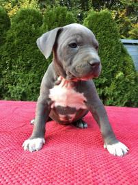 Blueline American Staffordshire Terrier