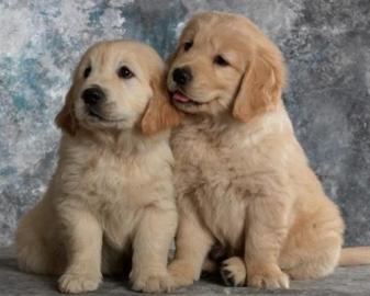 Golden Retriever Welpen reinrassig