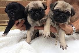 Mops Welpe sucht ein neues zu Hause what